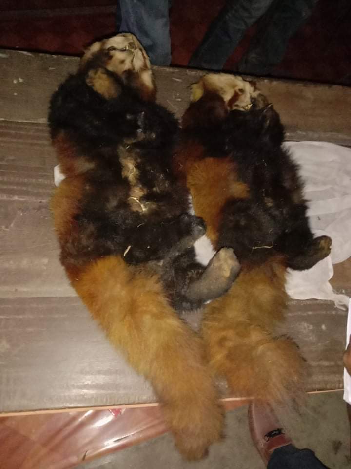 रेडपाण्डाको छाला सहित चार जना पक्राउ